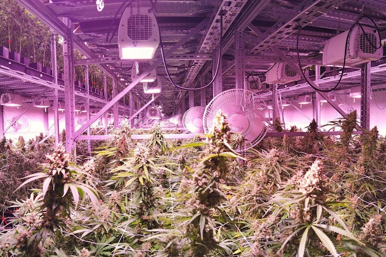 IndoorPotFarm