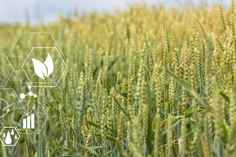 Ag Innovation Wheat