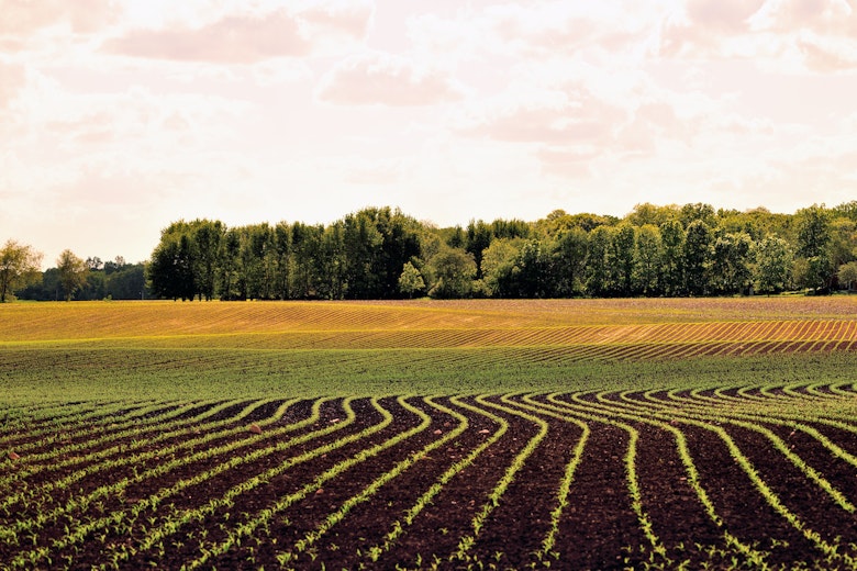 Ag abundance