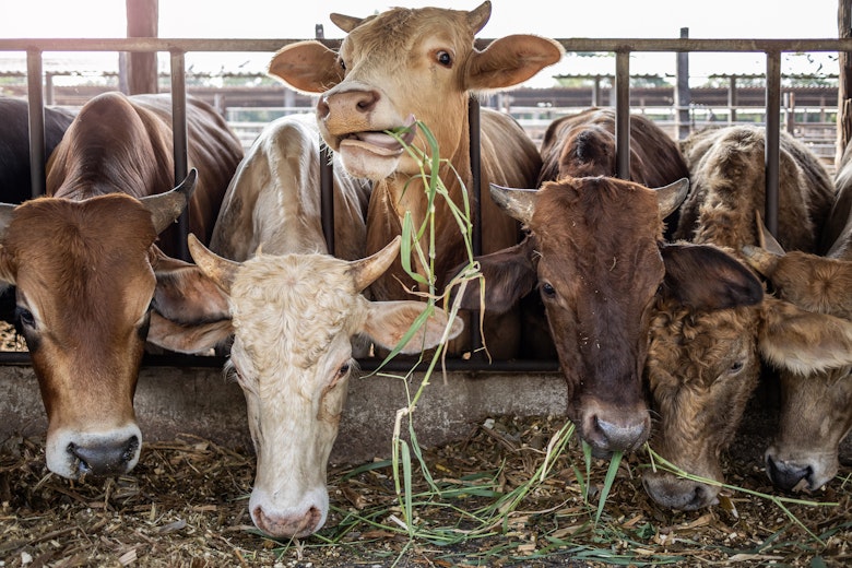 American Beef