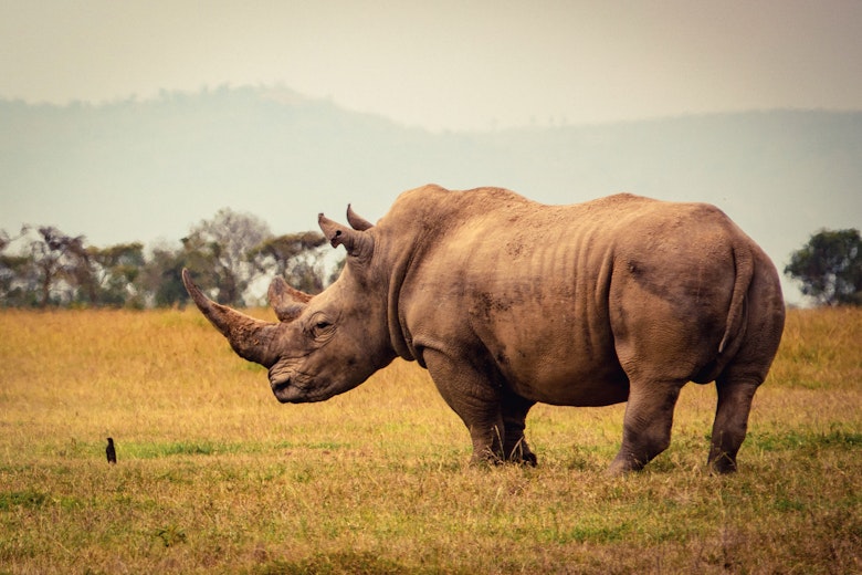 Biotech Conservation
