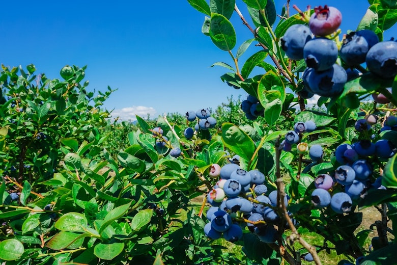 Blueberry Field Forever