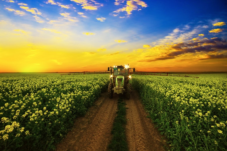 Canola Spraying