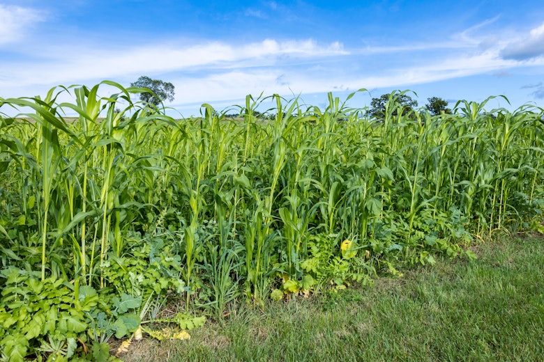 Dancovercrop