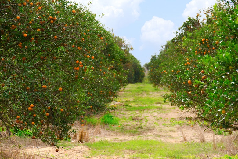 Florida Oranges