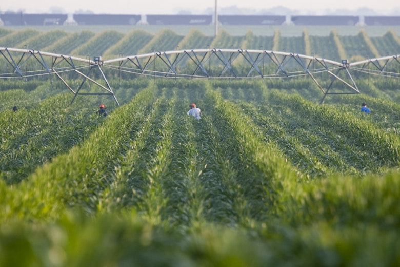 Lush Green Farm