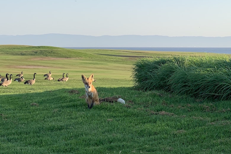 Monarch Fox