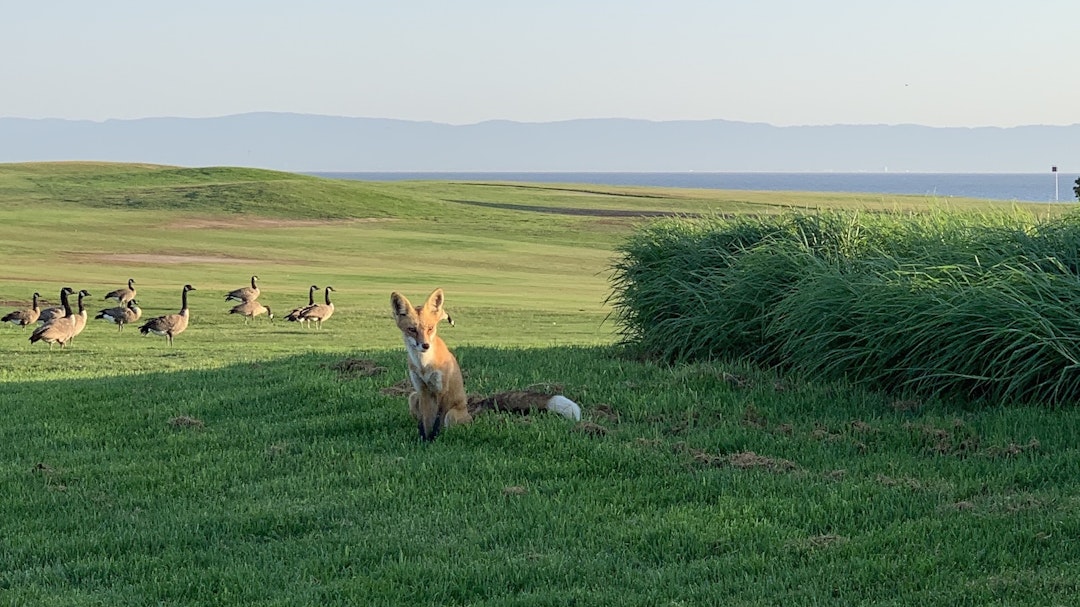 Monarch Fox