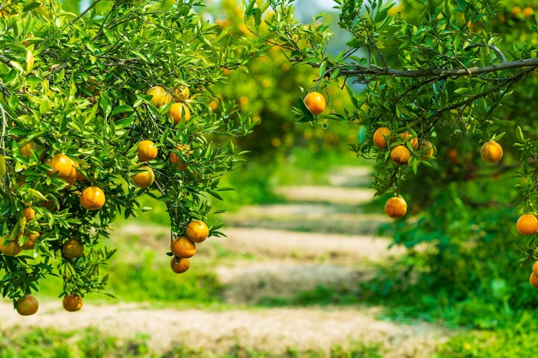 Orange Crop