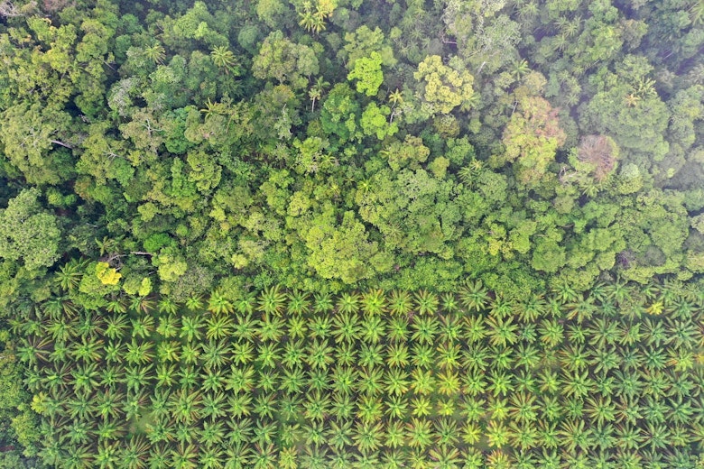 Palm Deforestation