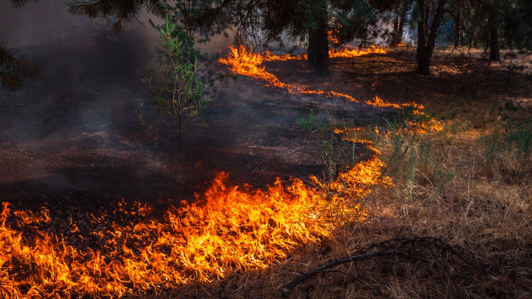Prescribed Burn
