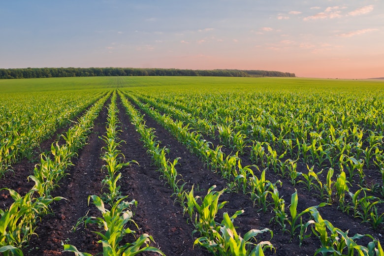 Soil Microbes