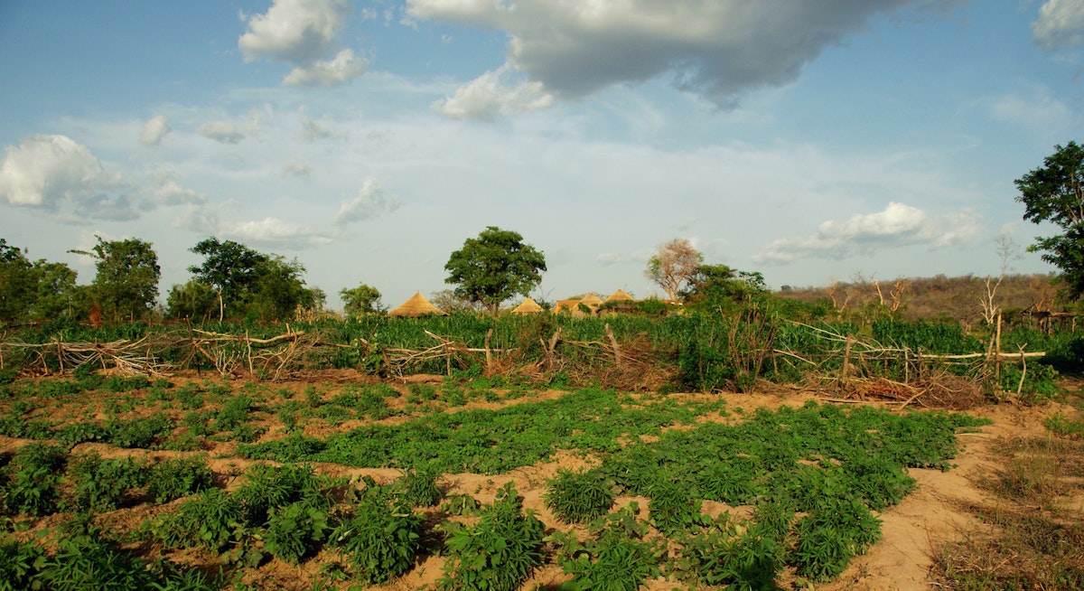Sub-Saharan Africa Can’t Afford to Eat on a Carbon Diet