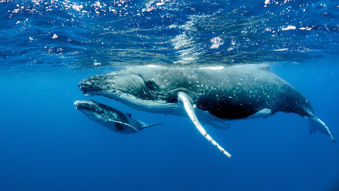 Whaleheader
