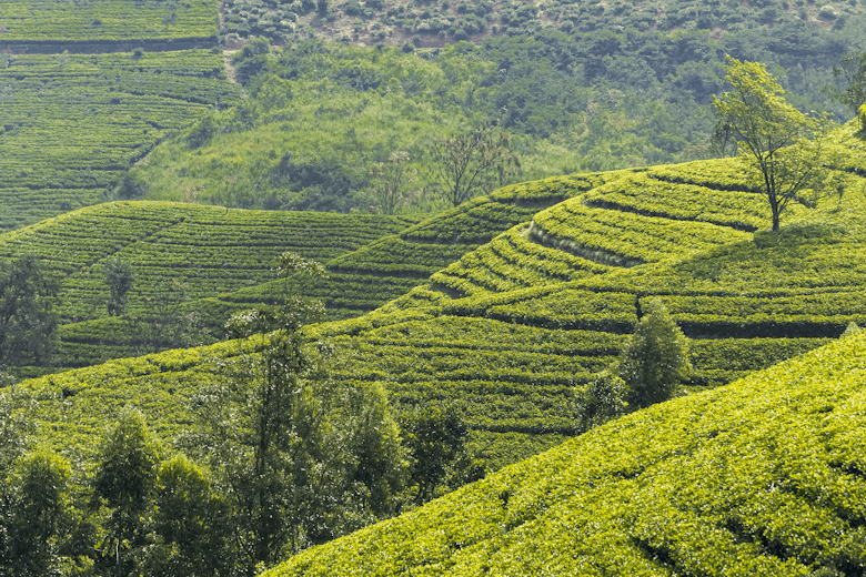 The High Costs of Organic Farming